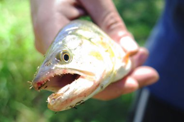 Dorado balığı - Salminus brasiliensis tutan adam