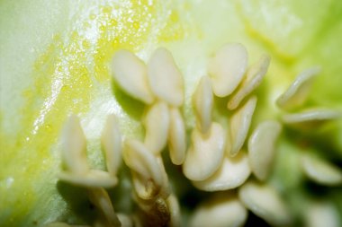 Taze yeşil biber tohumları