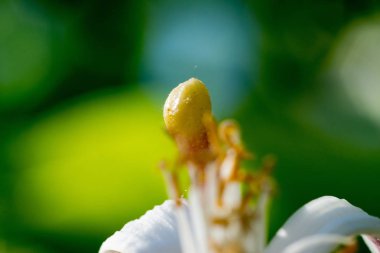Bir limon çiçek çiçek yakın çekim 