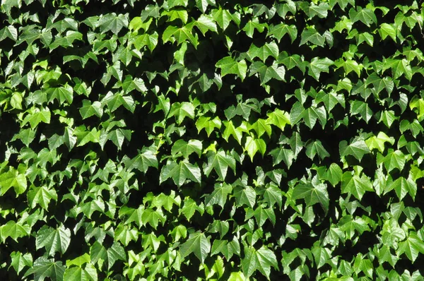 Blick Auf Schlingpflanzen Einer Wand Frühling — Stockfoto