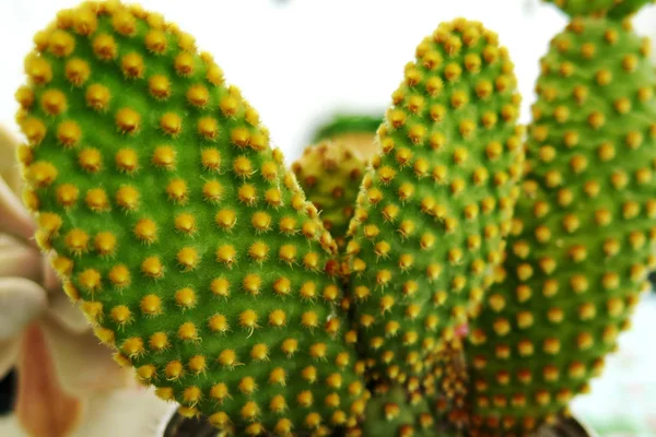 Kaktus Doniczce Ścianie Ozdoba Hom — Zdjęcie stockowe