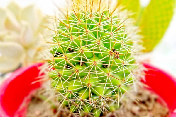 Kaktus Doniczce Ścianie Ozdoba Hom — Zdjęcie stockowe
