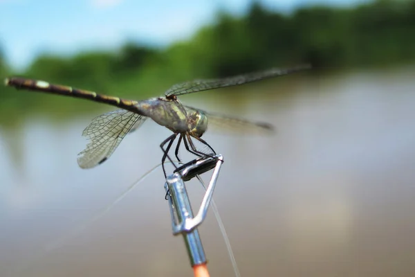 Dragonfly Představuje Přes Rybolov Silnici Řeky Pozadím — Stock fotografie