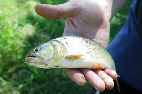 Homem Segurando Peixe Dorado Salminus Brasiliensis — Fotografia de Stock