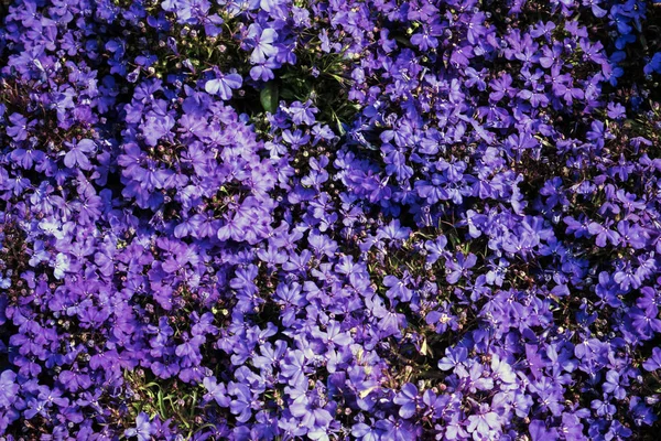 Detail Violet Flowers Background — Stock Photo, Image