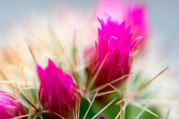 Kaktus Rostliny Barevnými Růžové Květy — Stock fotografie