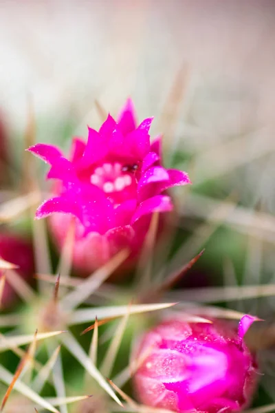 Plantas Cacto Com Flores Rosa Coloridas — Fotografia de Stock