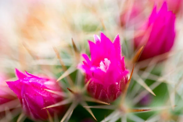 Kaktus Rostliny Barevnými Růžové Květy — Stock fotografie