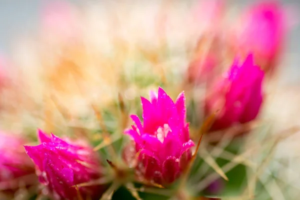 Kaktus Roślin Kolorowe Kwiaty Różowe — Zdjęcie stockowe