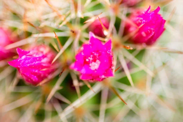 Kaktus Roślin Kolorowe Kwiaty Różowe — Zdjęcie stockowe