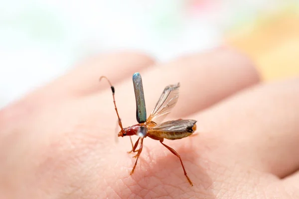 Insecto Compsocerus Violaceus Conocido Como Guitarrero Considerado Una Plaga Agrícola —  Fotos de Stock