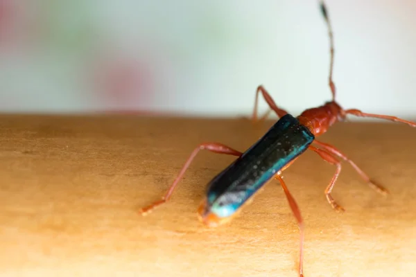 Compsocerus Violaceus Guitarrero として品詞はブラジル アルゼンチン パラグアイの農業害虫と見なされます — ストック写真