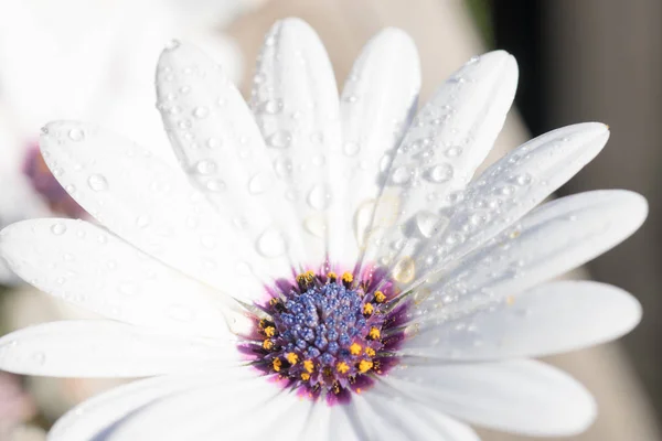 Közelkép Gerbera Százszorszép Virág — Stock Fotó