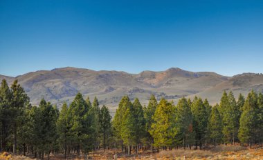 Çam ormanı manzara, Patagonya Lanin Milli Parkı Neuquen Eyaleti, Arjantin