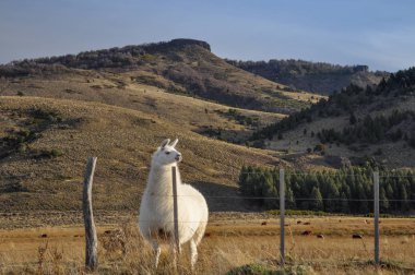 Devegiller yerli Patagonia, Arjantin için Güney Amerika'ya çok (Lama guanicoe) olduğunu