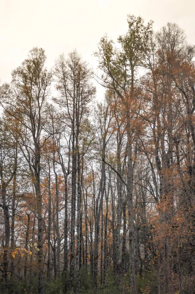 Bunter Und Nebliger Herbstwald Bei Patagonia Argentina — Stockfoto