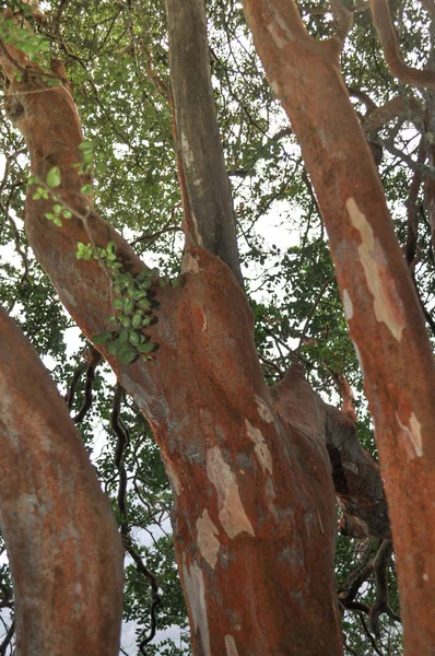 Pohon Myrtle Patagonia Argentina Luma Apiculat — Stok Foto