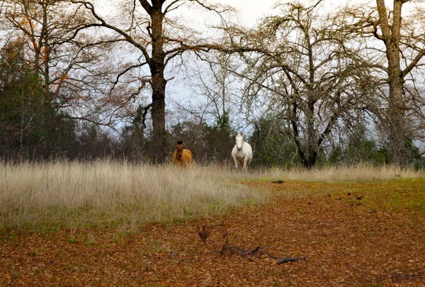 Vita Och Bruna Hästar Vid Patagonien Landskap — Stockfoto