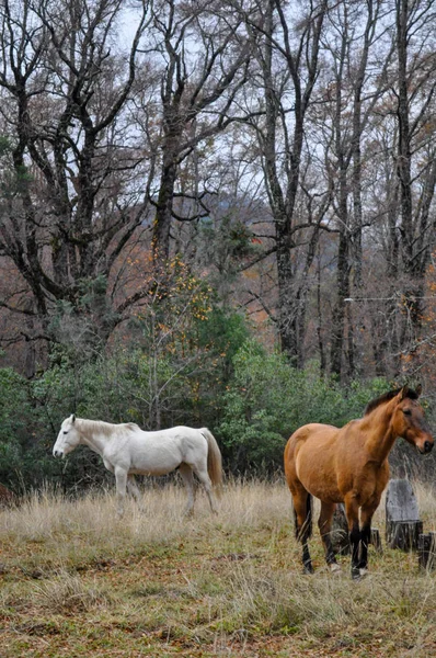 Vita Och Bruna Hästar Vid Patagonien Landskap — Stockfoto