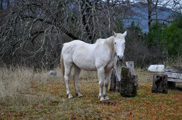 Vit Häst Vid Patagonien Landskap — Stockfoto
