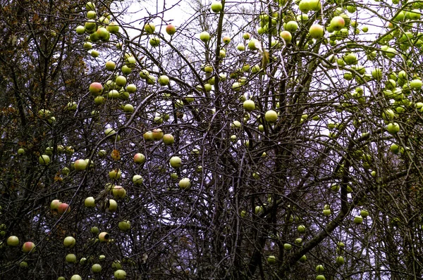 Bomen Met Gele Wilde Appels Patagonië Argentin — Stockfoto