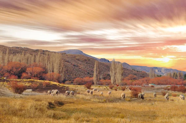 Patagonya manzaraya, Neuquén, Argentina grazin koyun sürüsü