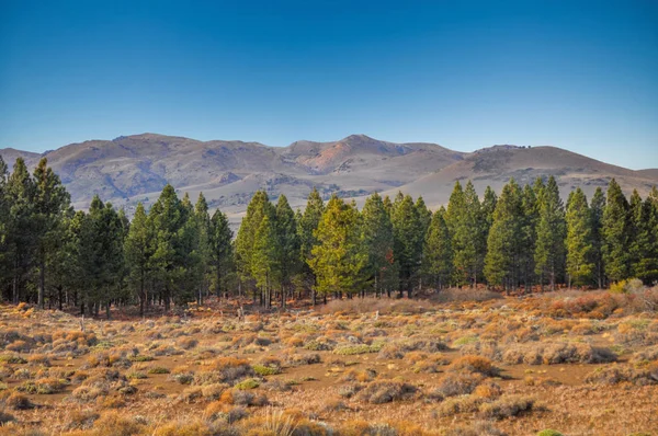Çam ormanı manzara, Patagonya Lanin Milli Parkı Neuquen Eyaleti, Arjantin