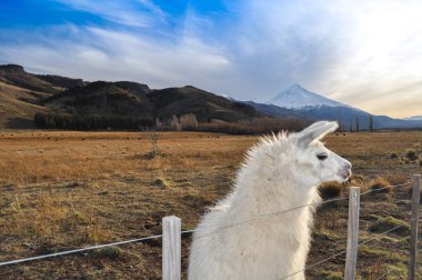 Devegiller yerli Patagonia, Arjantin için Güney Amerika'ya çok (Lama guanicoe) olduğunu