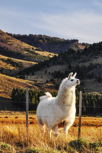 Guanaco Lama Guanicoe Camélido Nativo América Del Sur Patagonia Argentina — Foto de Stock