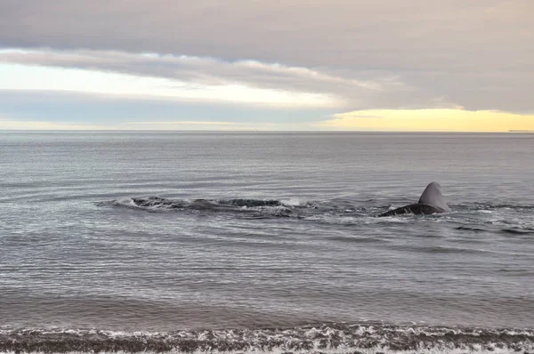 プエルト マドリン チュブ州 アルゼンチンの Doradillo ビーチでクジラします — ストック写真