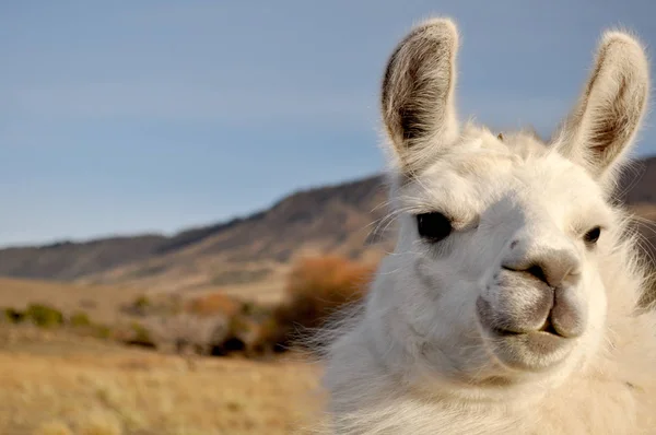 Der Guanaco Lama Guanicoe Ist Ein Kameliden Der Südamerika Patagonien — Stockfoto