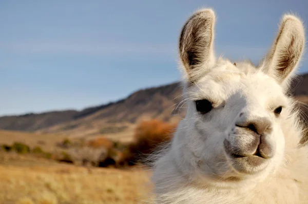 Guanaco Lama Guanicoe Camélido Nativo América Del Sur Patagonia Argentina — Foto de Stock