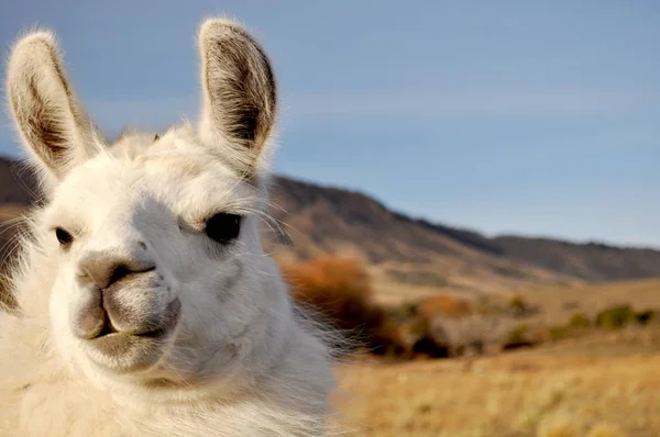 Guanaco Lama Guanicoe Camelídeo Nativo América Sul Patagônia Argentina — Fotografia de Stock