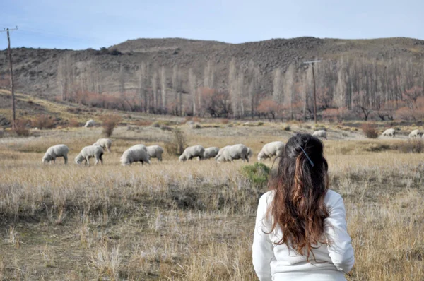 Patagonya manzaraya, Neuquén, Argentina grazin koyun sürüsü