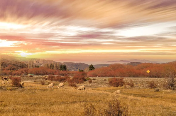 Patagonya manzaraya, Neuquén, Argentina grazin koyun sürüsü