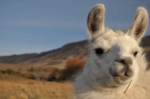 Guanaco Lama Guanicoe Camelídeo Nativo América Sul Patagônia Argentina — Fotografia de Stock