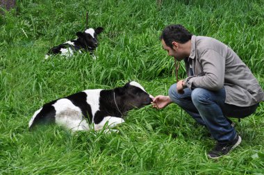 Genç besleme Holstein Dana yaz gününde açık dostum.