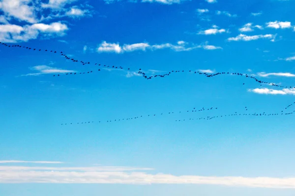 Stormo Uccelli Che Volano — Foto Stock