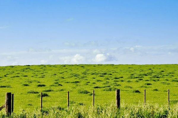 Весенний Пейзаж Красивой Зеленой Траве Поля Проволочным Забором — стоковое фото
