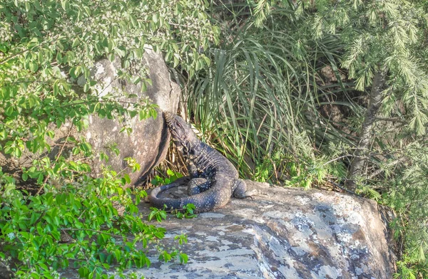 Forest Dragon Iguana Sunbathing — Stock Photo, Image