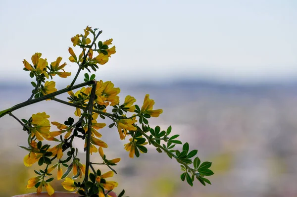 Gele Wildflowers Tegen Vervagen Achtergrond — Stockfoto