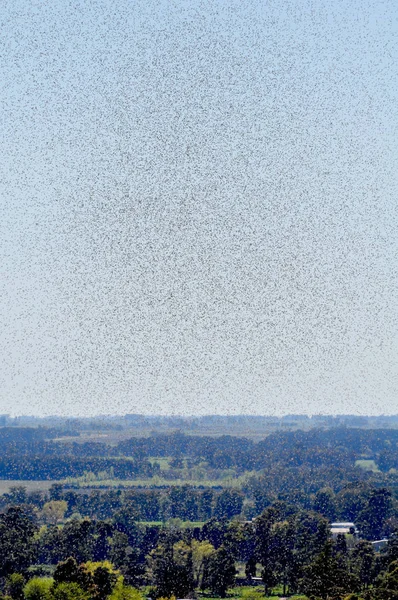 Viele Große Mückenwolken Auf Einer Grünen Wiese Gegenlicht — Stockfoto