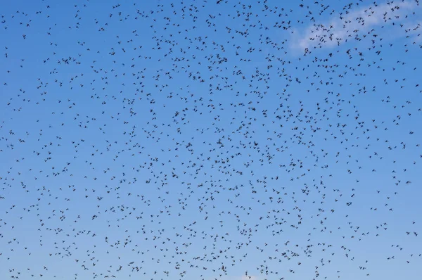 Veel Grote Wolk Van Muggen Tegen Blauwe Hemel — Stockfoto