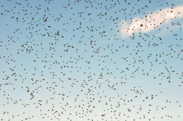 Muchas Grandes Nubes Mosquitos Contra Cielo Azul — Foto de Stock