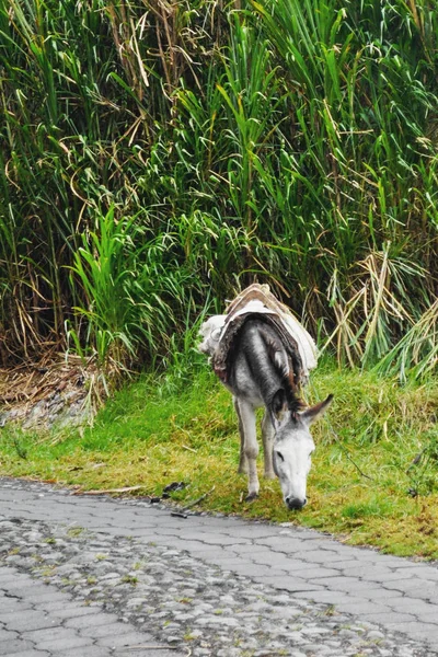 Donkey Grazing Mountain Road Banos Ecuador — Stock Photo, Image