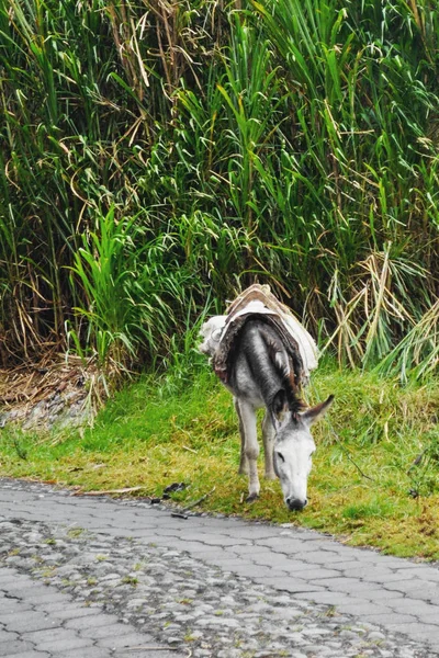 Åsna Som Betar Bergsväg Banos Ecuador — Stockfoto