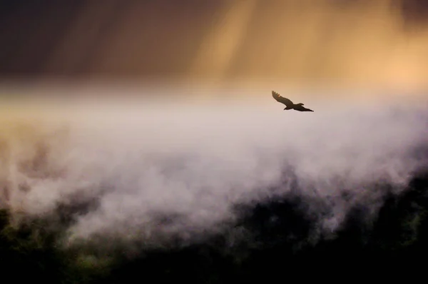 Cóndor Volando Sobre Nubes Bolívar Ecuador —  Fotos de Stock