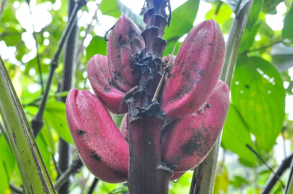 Red bananas are a group of varieties of banana with reddish-purple skin in Ecuador