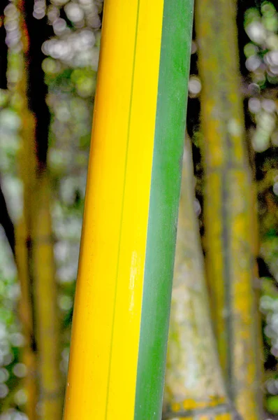 Detalle Bambú Verde Marrón —  Fotos de Stock