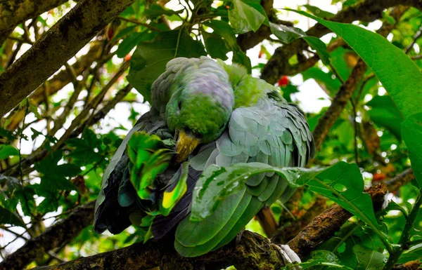 Zelený Papoušek Maskovaný Rostlinami — Stock fotografie